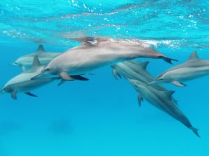 A_pod_of_spinner_dolphins_in_the_Red_Sea